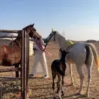 حصاني عربي حمداني