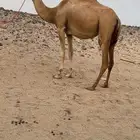 ناقه هجن بنت مياس ابو عقال لقحه من شاهين