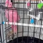 كروان البينو 4 شهور