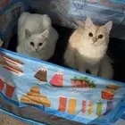 قط شيرازي ابيض للبيع