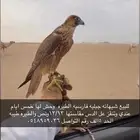 للبيع شيهانه جبليه فارسيه طيره طيبه ومقاستها 13 13ونص