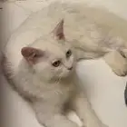 قطه للتبني بالمدينة المنوره