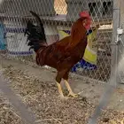 عدد 6 ديك للبيع