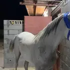 فرس واهو جبره ورفيعه