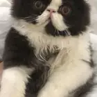قطه للتزاوج