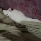 قط شيرازي نظيف ولعوب معه كل شي للتبني