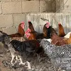 ديوك تركي فاخر