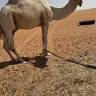 فحل منتج بعير كفو وانتاجه موجود وكفو