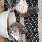زوج كنق