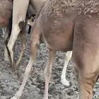 قعود فل الفل يرضع امه العمر 9شهور