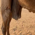 خفوت