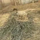 رخل تربيه