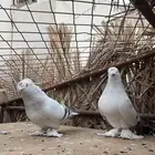 حمام تركي