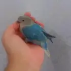 فرخ روز