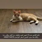 قطو للتبني عمره 3 شهور لعوب ولطيف مره