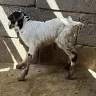 ثلاثة تيوس مواليد من 550 الواحد