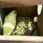 جوز بادجي انتاج