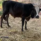 حسيل جرسي للبيع إلى يبغي فحل او يذبح مشاء الله تبارك الله