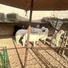 طليان حريه