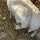 رخال