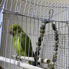 ببغاء الدرة