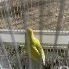 روز