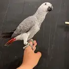 فرخ كاسكو ثلجي