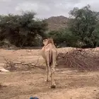 حاشي مرباء