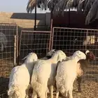 بهم جذعان