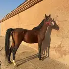 حصان عربي شعبي