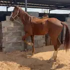 فرس شعبيه لقاح