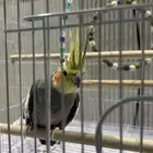 عصفور كروان