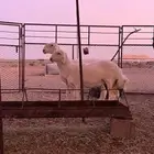 للبيع رخال حريات