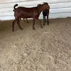 تيس حص دهم ذبح وتوصيل