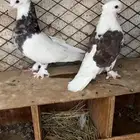 سلام عليكم ورحمة الله وبركاته اعرض لكم حمام نظيف