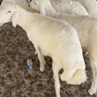 طليان كفو