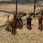 معزا متابيع