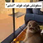 سكوتش للبيع