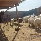 ذبايح بريه للبيع