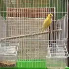 ذكر سوري