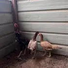 دجاج بكستاني للبيع