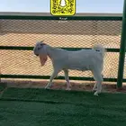 مشروع فحل