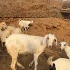 جفره لا البيع ماشاءالله مد وجرم