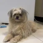 كلب مالتيز