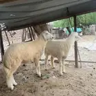 للبيع خرافان