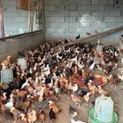 صوص بلدي