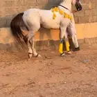 خيل ايواء عسف تدريب اطفال أولاد تأجير خيل