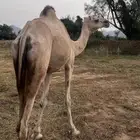 للبيع بكره اركه