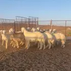 خرفان حريات للبيع