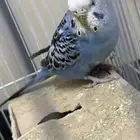 طير بادجي